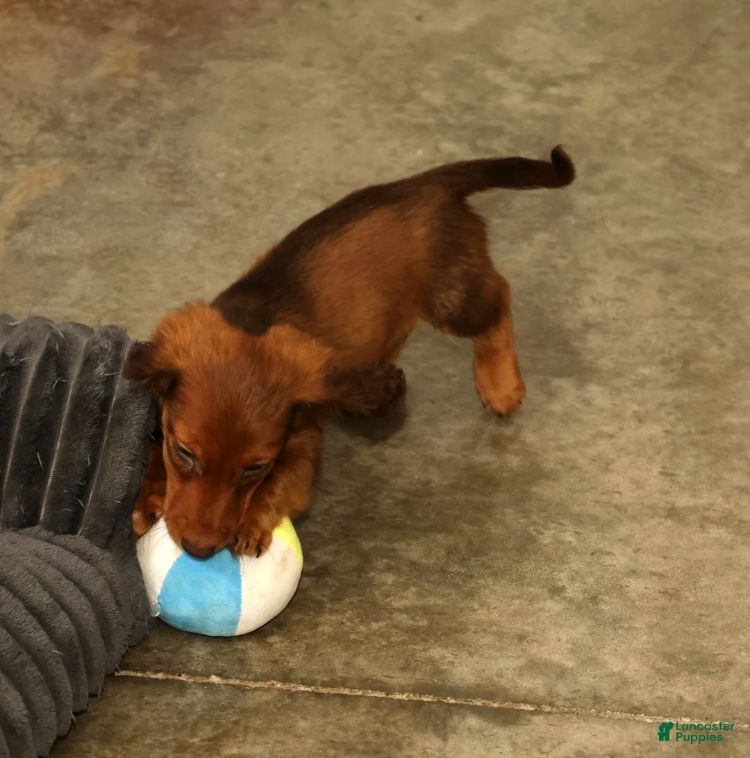 Miniature Dachshund dogs for sale: Nemehiah - Ad 2