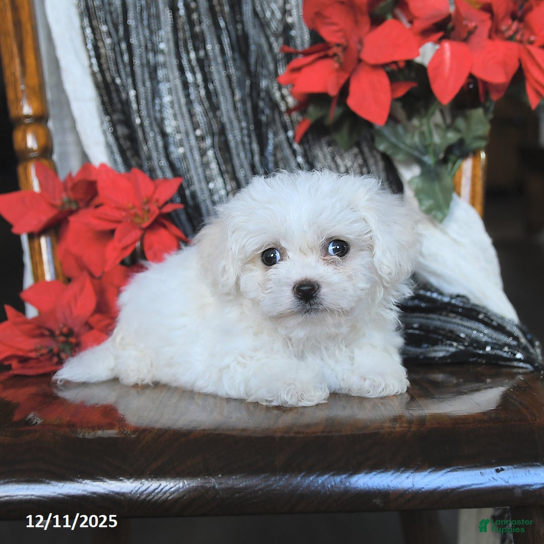 Bichon Frise dogs for sale: Avalon - Ad 2