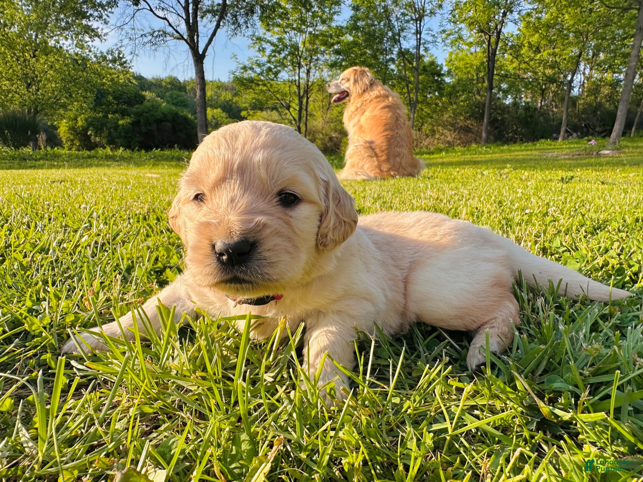 Golden Retriever dogs Linguine - Ad 1