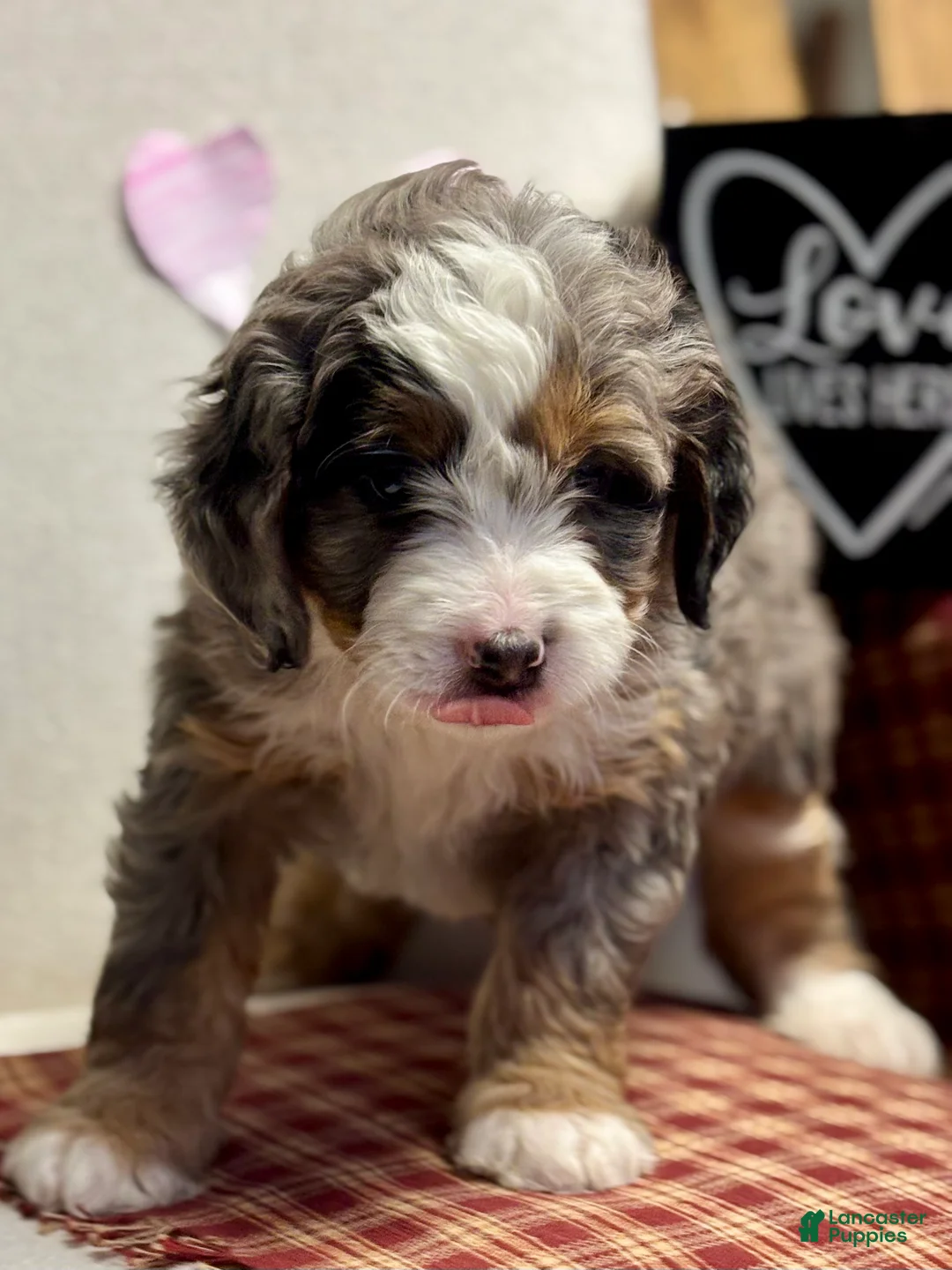 Mini Bernedoodle dogs for sale: Callie Mini Bernedoodle Puppy 1 - Ad 7