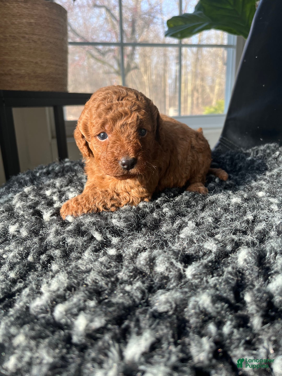 Mini Goldendoodle dogs for sale: Indy-micro - Ad 3