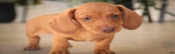 Miniature Dachshund dogs for sale: Jelly Miniature Dachshund  - Ad 4