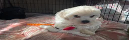 Mixed Breed dogs for sale:  Leo - Ad 5