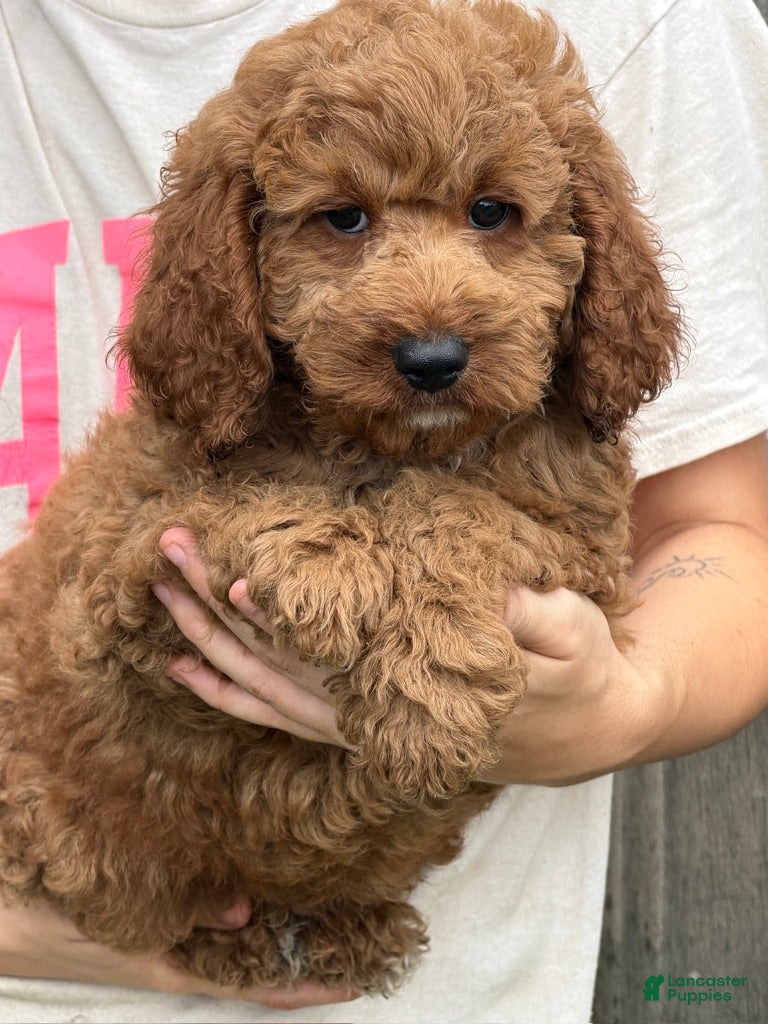 Miniature Labradoodle dogs Maverick - Ad 40