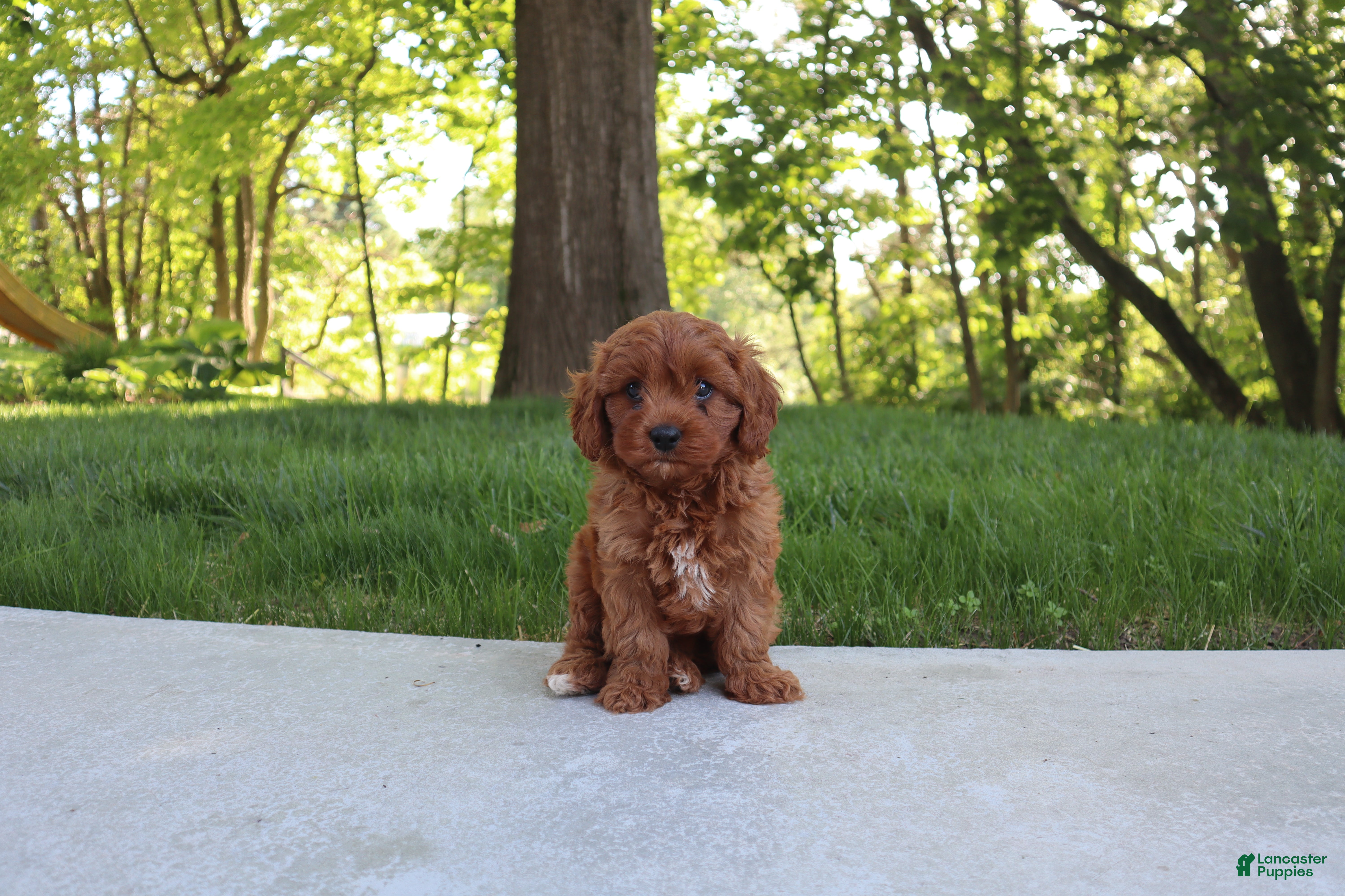 Cavapoo dogs Trixi - Ad 1