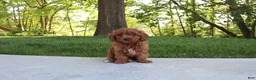 Cavapoo dogs for sale: Trixi - Ad 1