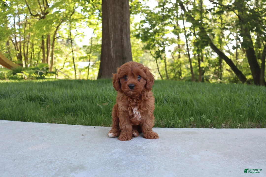 Cavapoo dogs for sale: Trixi - Ad 1