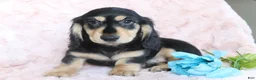 Dachshund dogs for sale: Kyson  - Ad 1