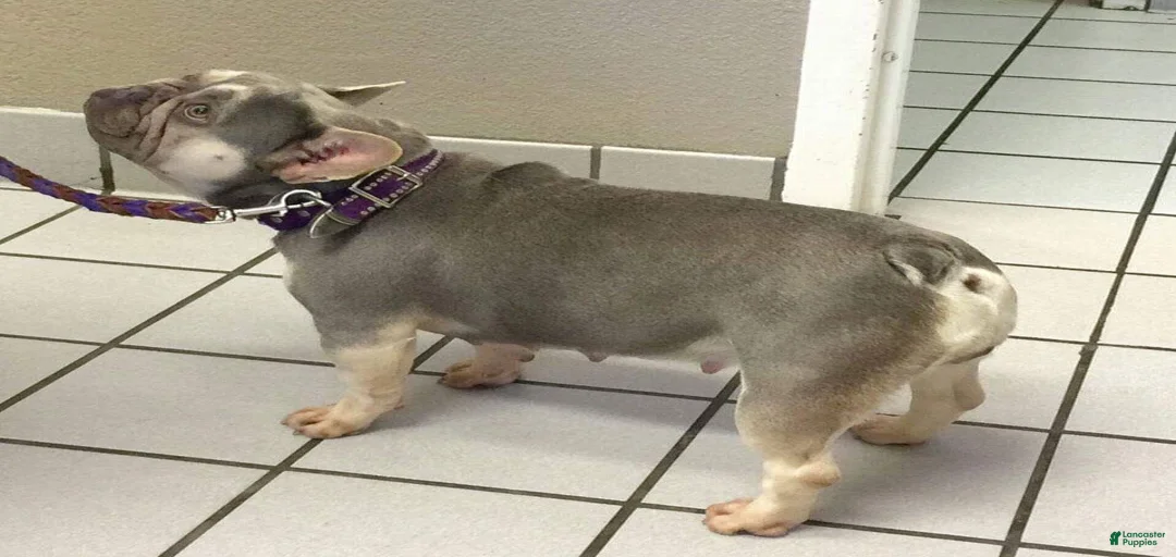 Gallery Image {{count}}