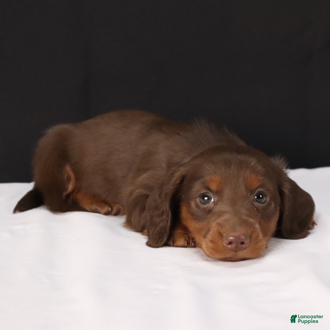 Dachshund dogs for sale: Dachshund Puppy 1 - Ad 7
