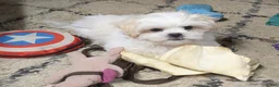 Malshi dogs for sale: Sherpa  - Ad 4