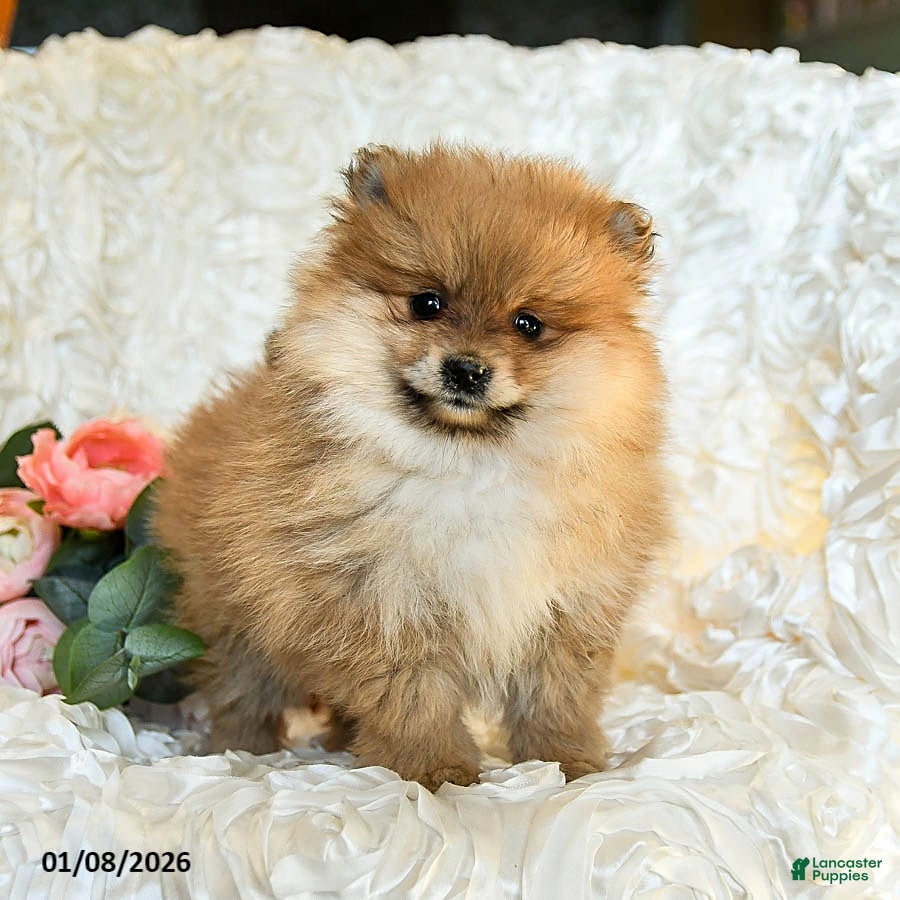 Pomeranian dogs Remy - Ad 3