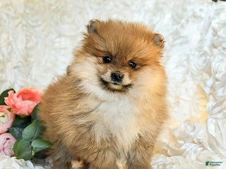 Pomeranian dogs Remy - Ad 3