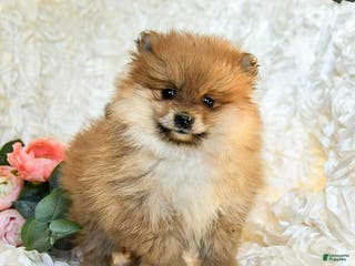 Pomeranian dogs Remy - Ad 13