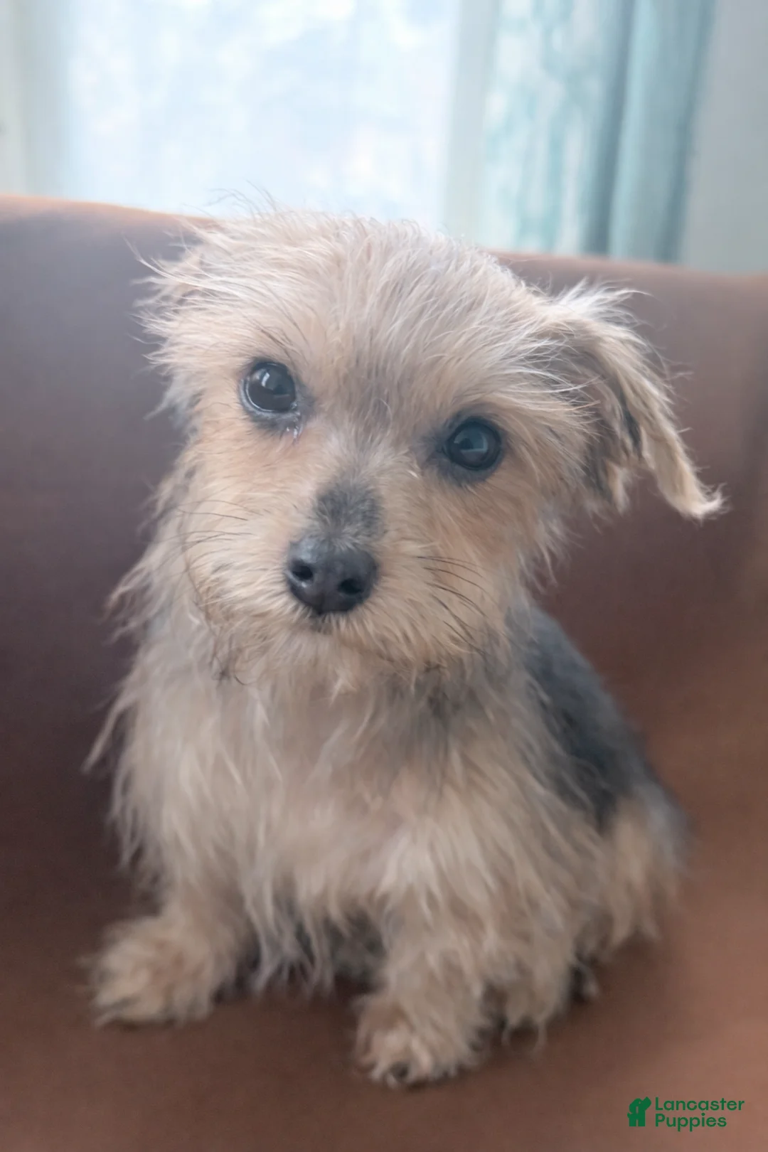 Morkie dogs for sale: Jax - Ad 2