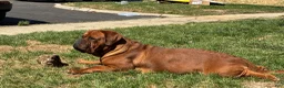 Dogue De Bordeaux dogs for sale: Dogue De Bordeaux 2 - Ad 4