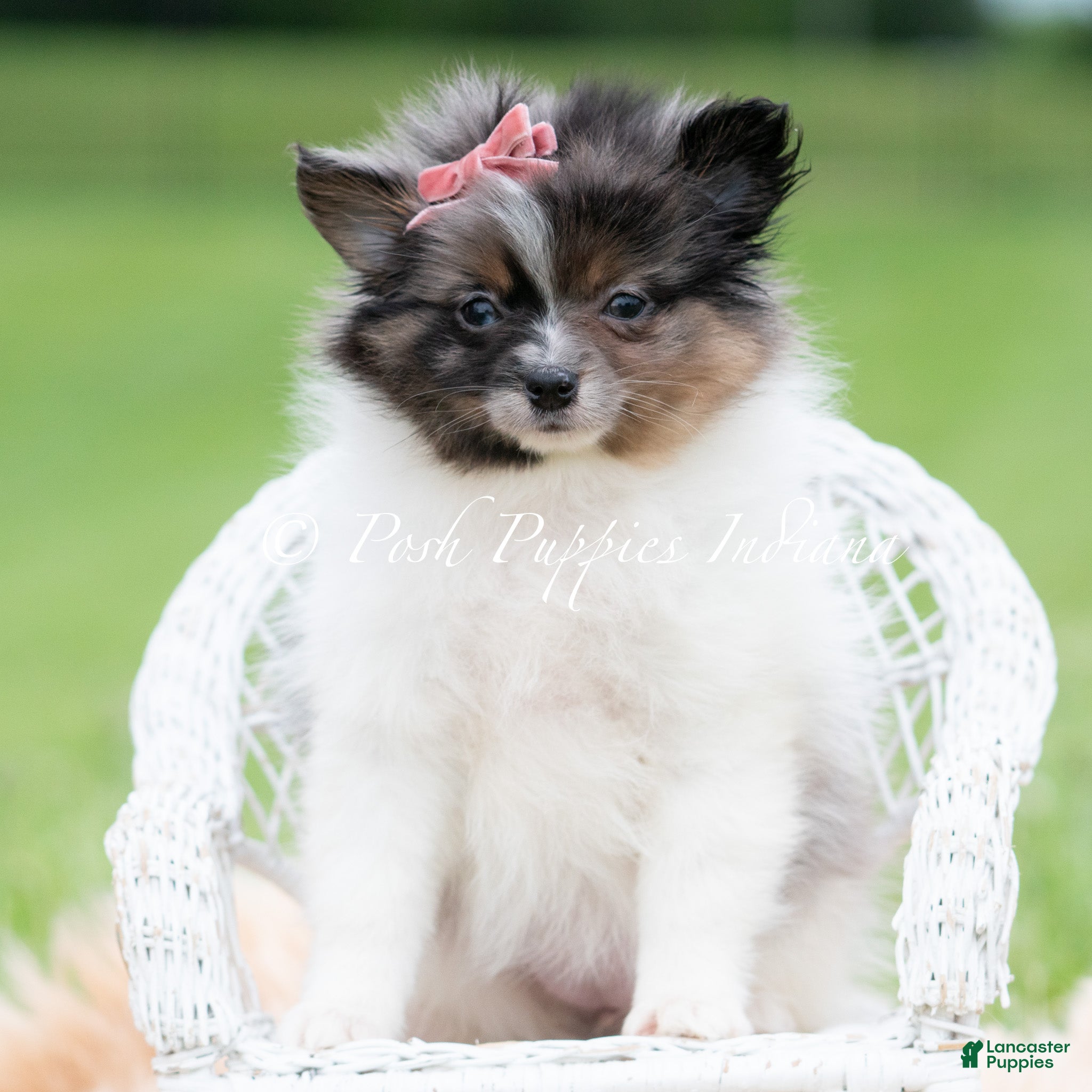 Pomeranian dogs for sale: Fuji AKC - Ad 5