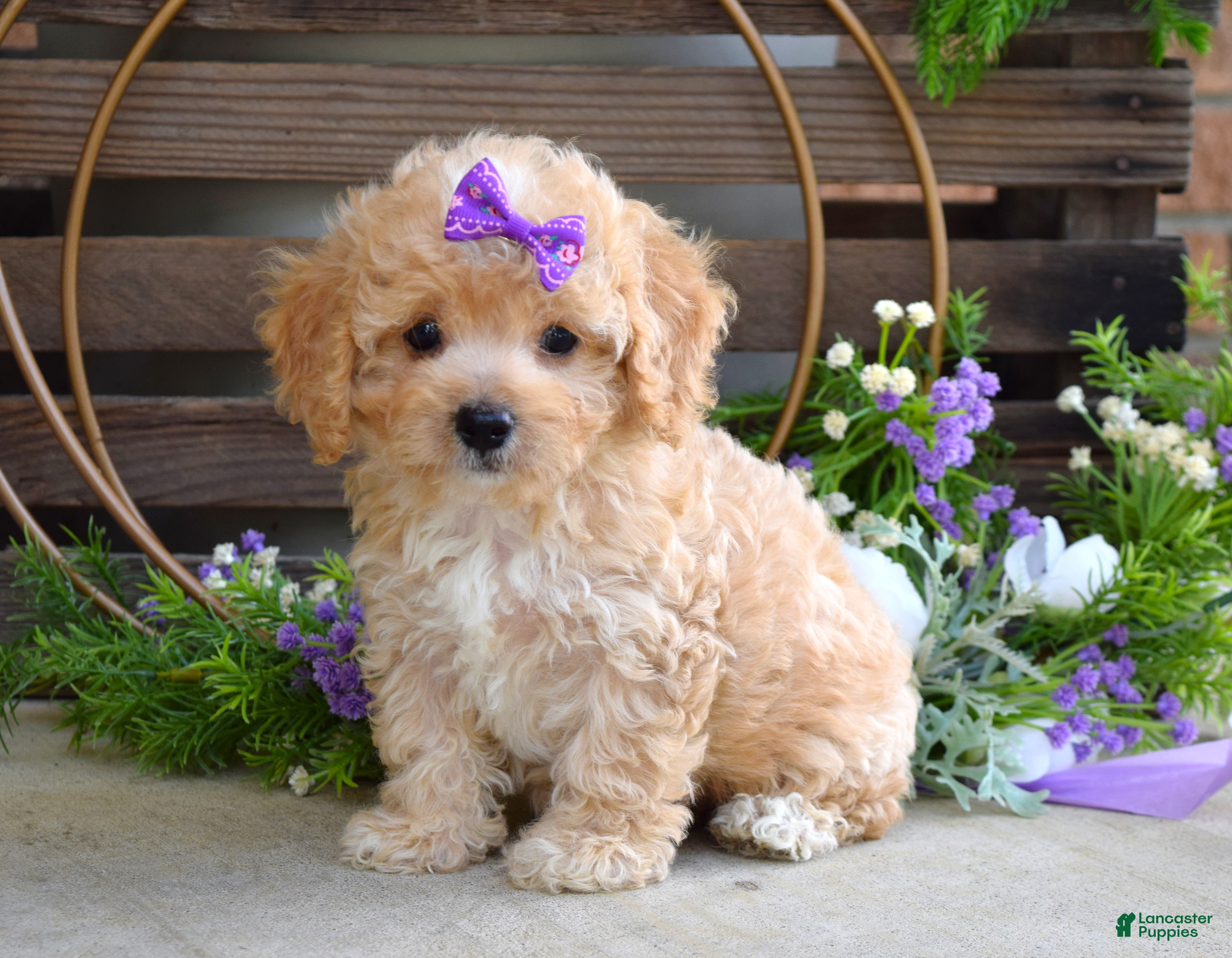 Maltipoo dogs Hazel - Ad 2