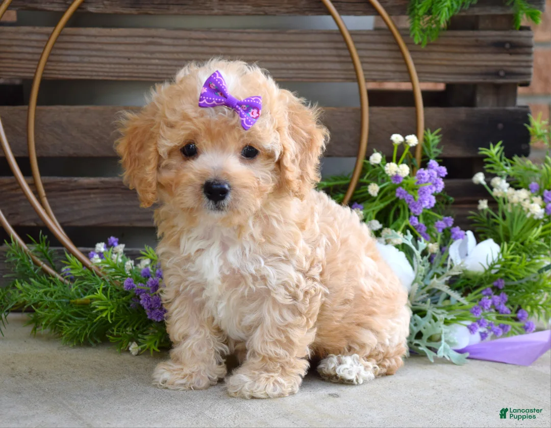 Maltipoo dogs for sale: Hazel - Ad 2