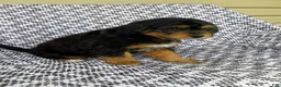 Mini Aussiedoodle dogs for sale: Tabby - Ad 5