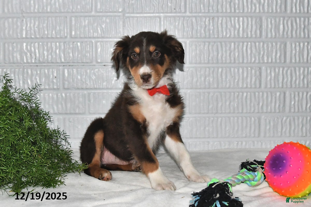 Australian Shepherd dogs Ellie - Ad 7