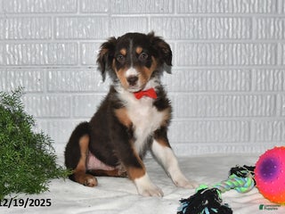 Australian Shepherd dogs Ellie - Ad 7
