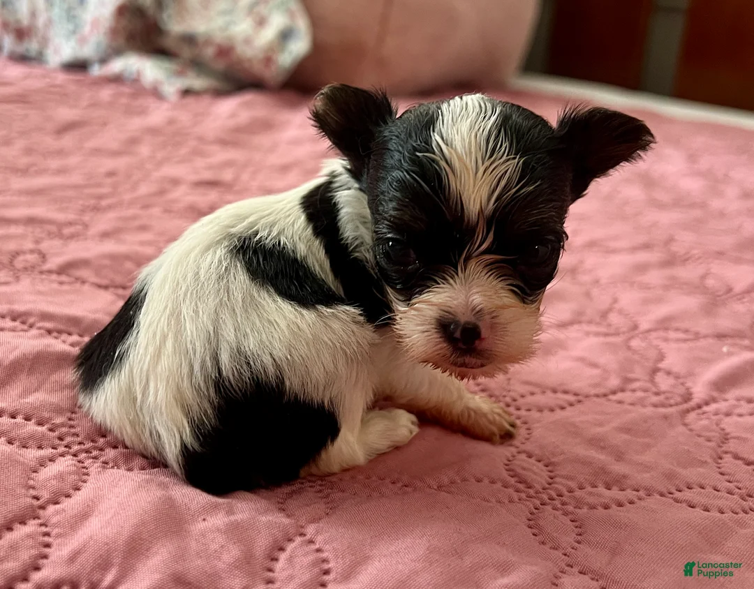 Yorkshire Terrier dogs for sale: Micro teacup Arlo - Ad 2