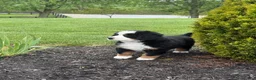 Bernese Mountain Dog dogs for sale: Tulip - Ad 4