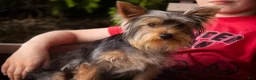 Yorkshire Terrier dogs for sale: Junior - Ad 4