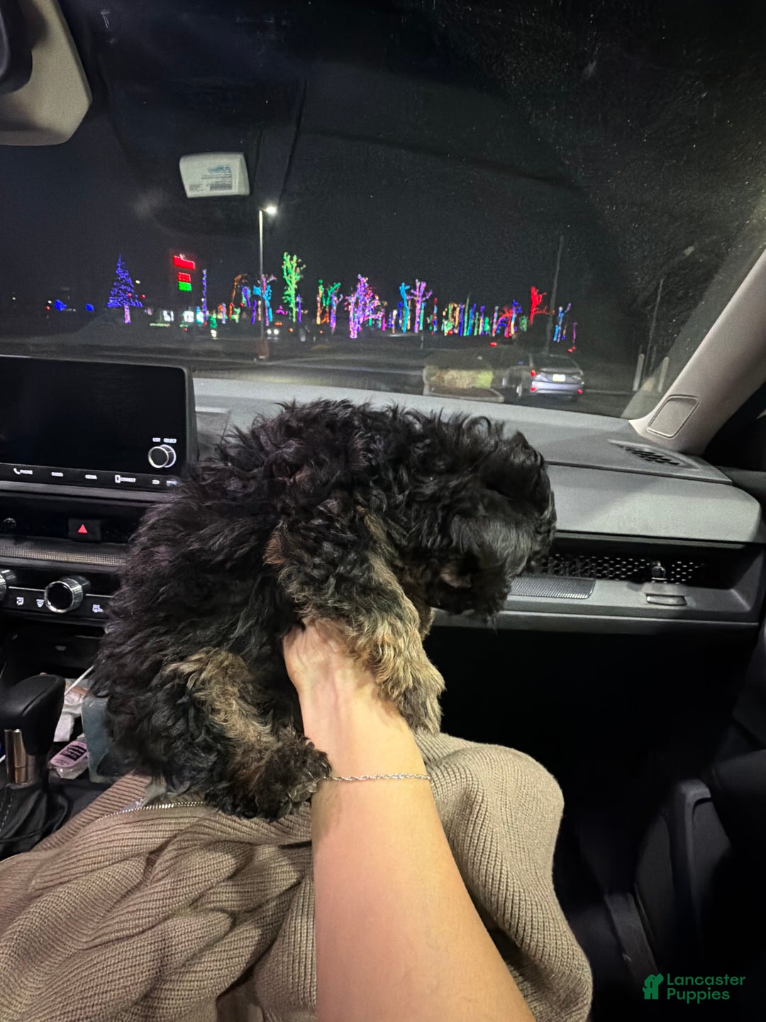 Maltipoo dogs for sale: Maltipoo Puppy 1 - Ad 3
