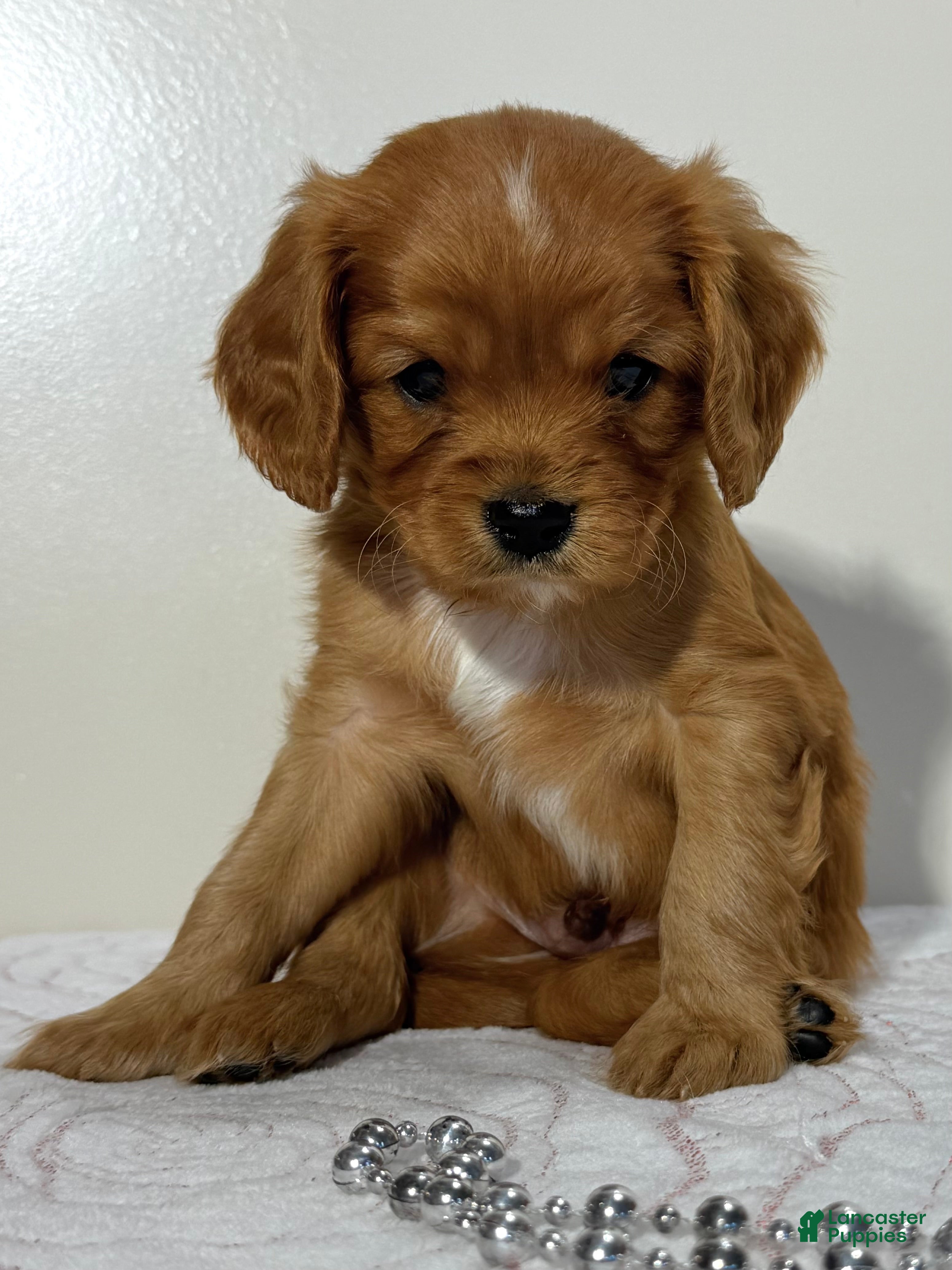 Cavapoo dogs Spencer Cavapoo  - Ad 1