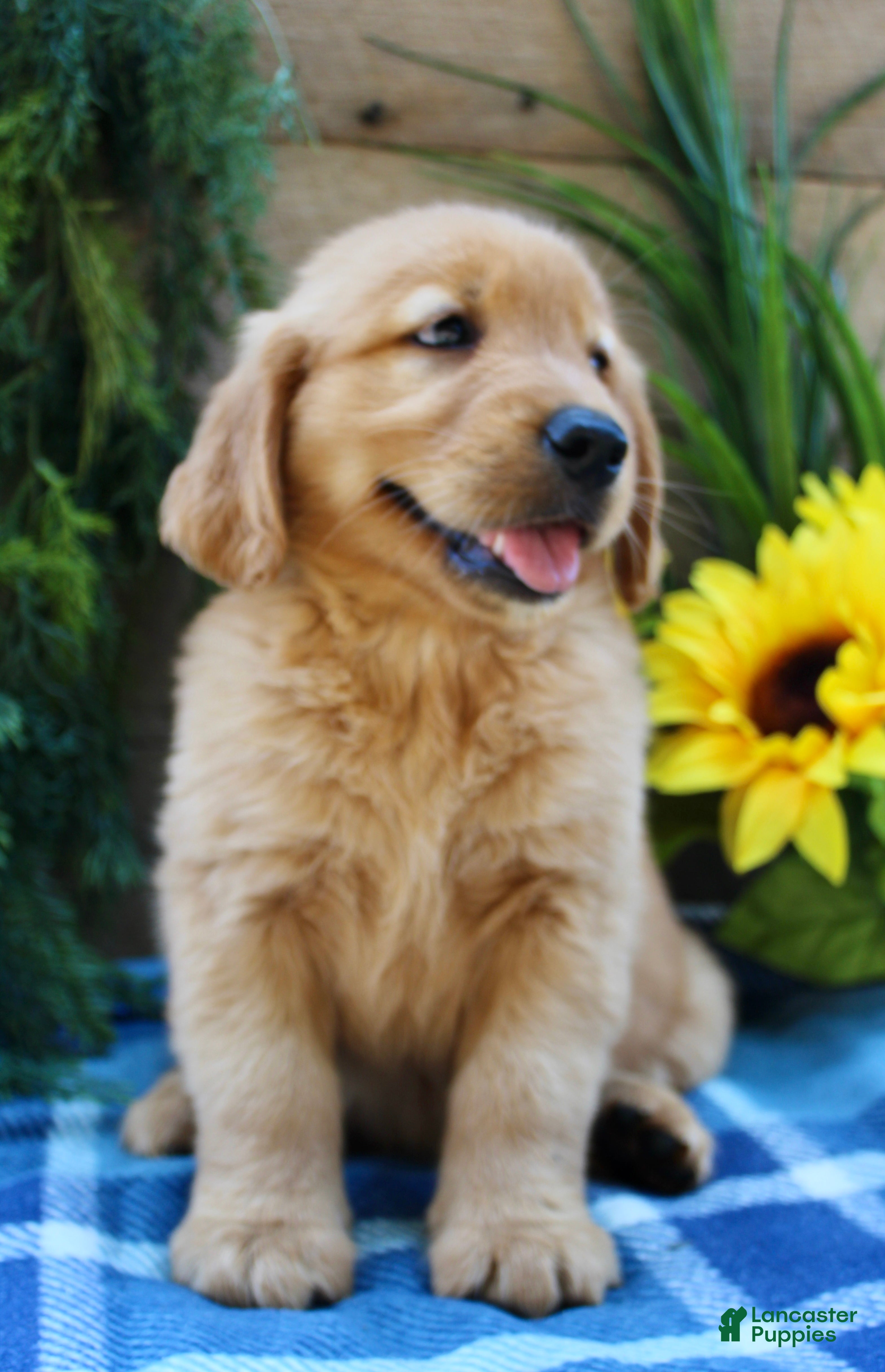 Golden Retriever dogs Rocky - Ad 2