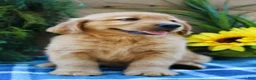 Golden Retriever dogs for sale: Rocky - Ad 2