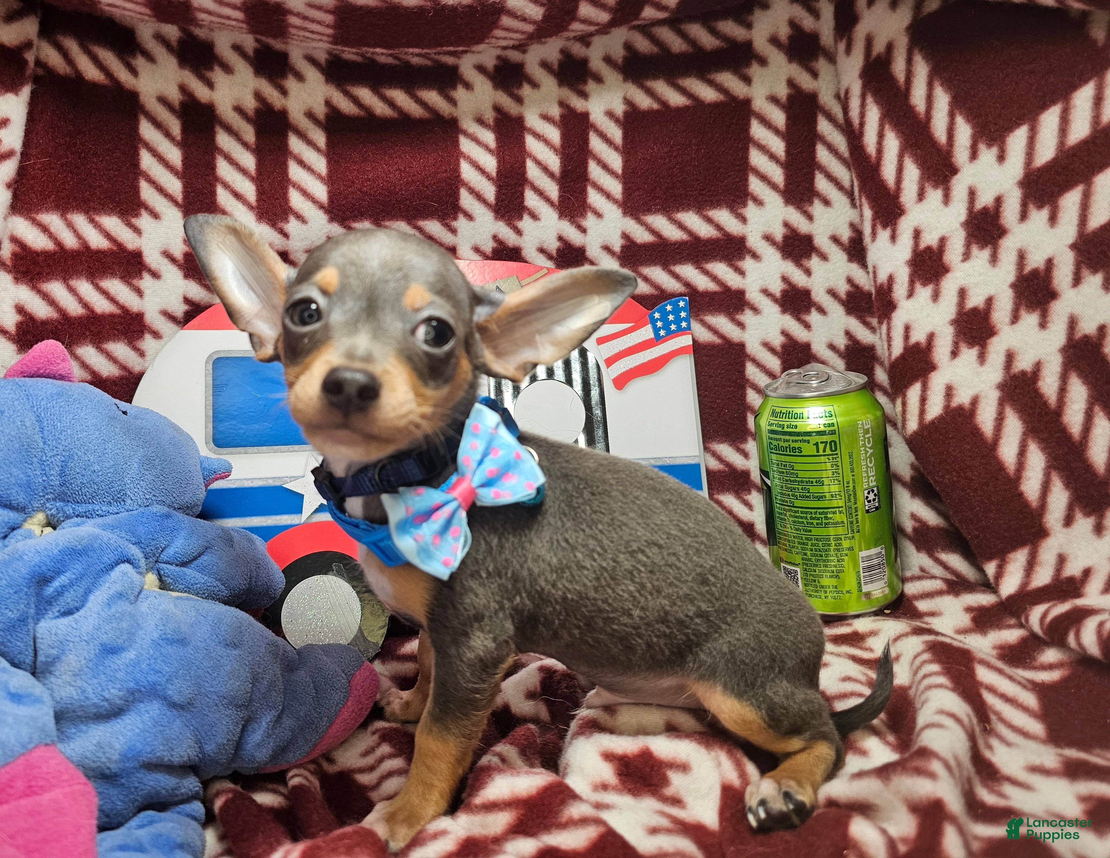 Chihuahua dogs Astro-nut (Blue) - Ad 37