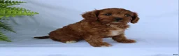 Cavapoo dogs for sale: Marcy - Ad 1