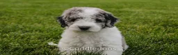 Mixed Breed dogs for sale: Cliff - Ad 4