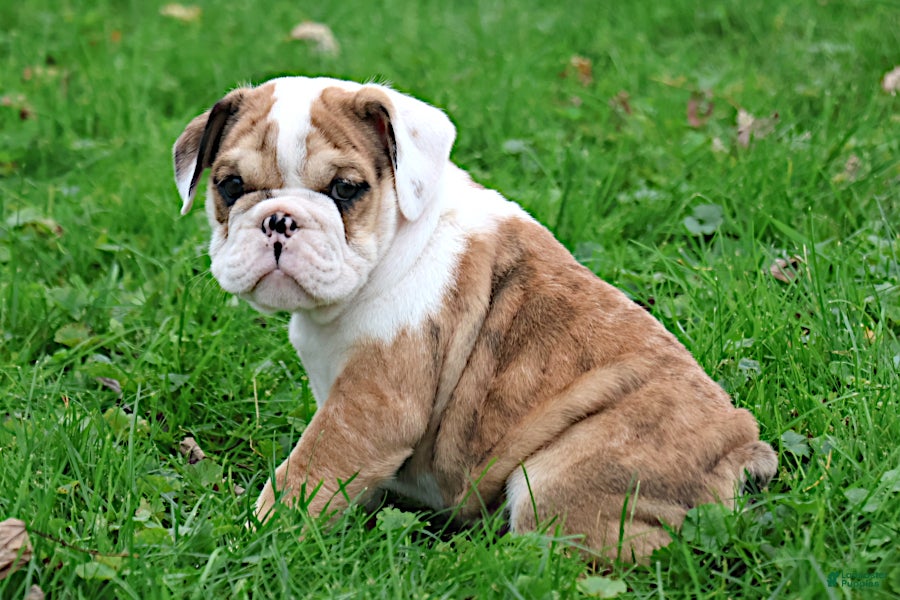 English Bulldog dogs Mistral - Ad 2