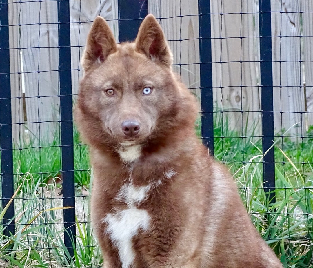 Siberian Husky dogs for sale: Elijah - Ad 3