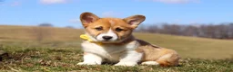 Welsh Corgi Pembroke dogs for sale: Ethan - Ad 1