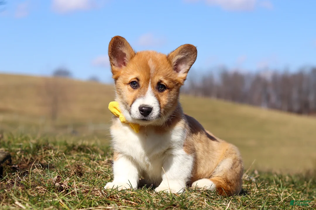 Welsh Corgi Pembroke dogs for sale: Ethan - Ad 1