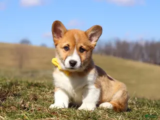 Welsh Corgi Pembroke dogs for sale: Ethan - Ad 1