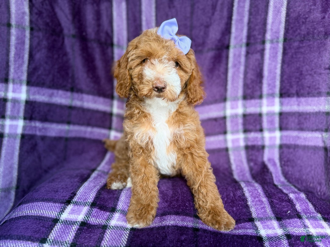 Cockapoo dogs for sale: Birdie  - Ad 1