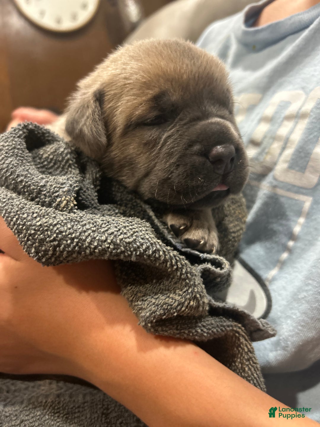 Cane Corso dogs for sale: Grey collar- male - Ad 15