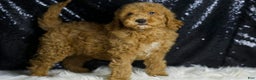 Mini Goldendoodle dogs for sale: Chappy - Ad 6