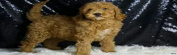 Mini Goldendoodle dogs for sale: Chappy - Ad 3