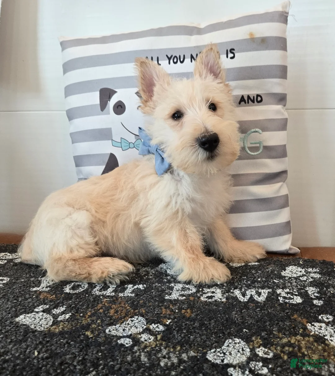 Scottish Terrier dogs for sale: Victor - Ad 12