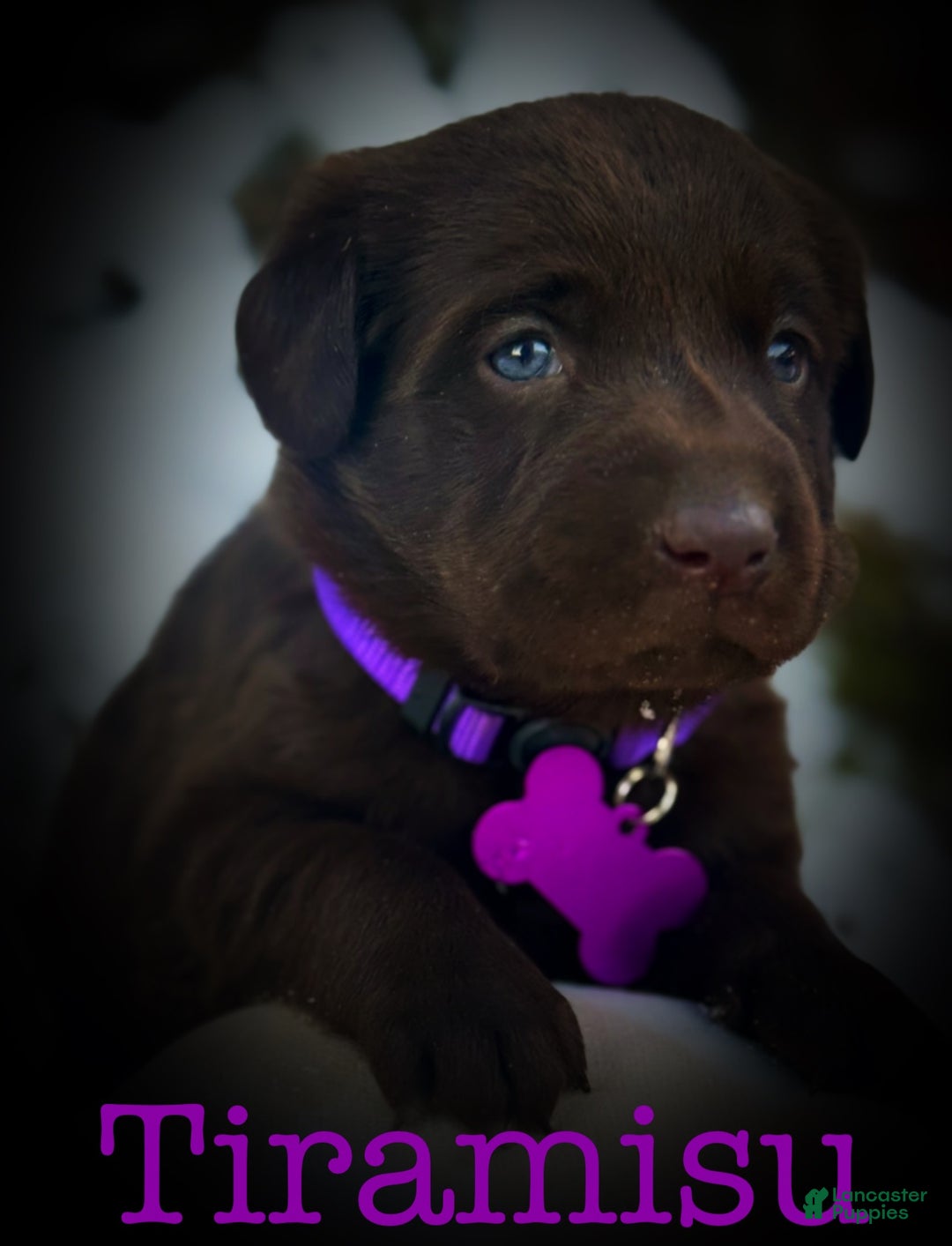 Labrador Retriever dogs for sale: Labrador Retriever Puppy 1 - Ad 1