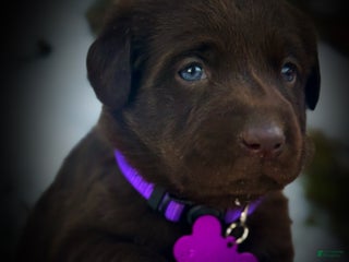 Labrador Retriever dogs Labrador Retriever Puppy 1 - Ad 27