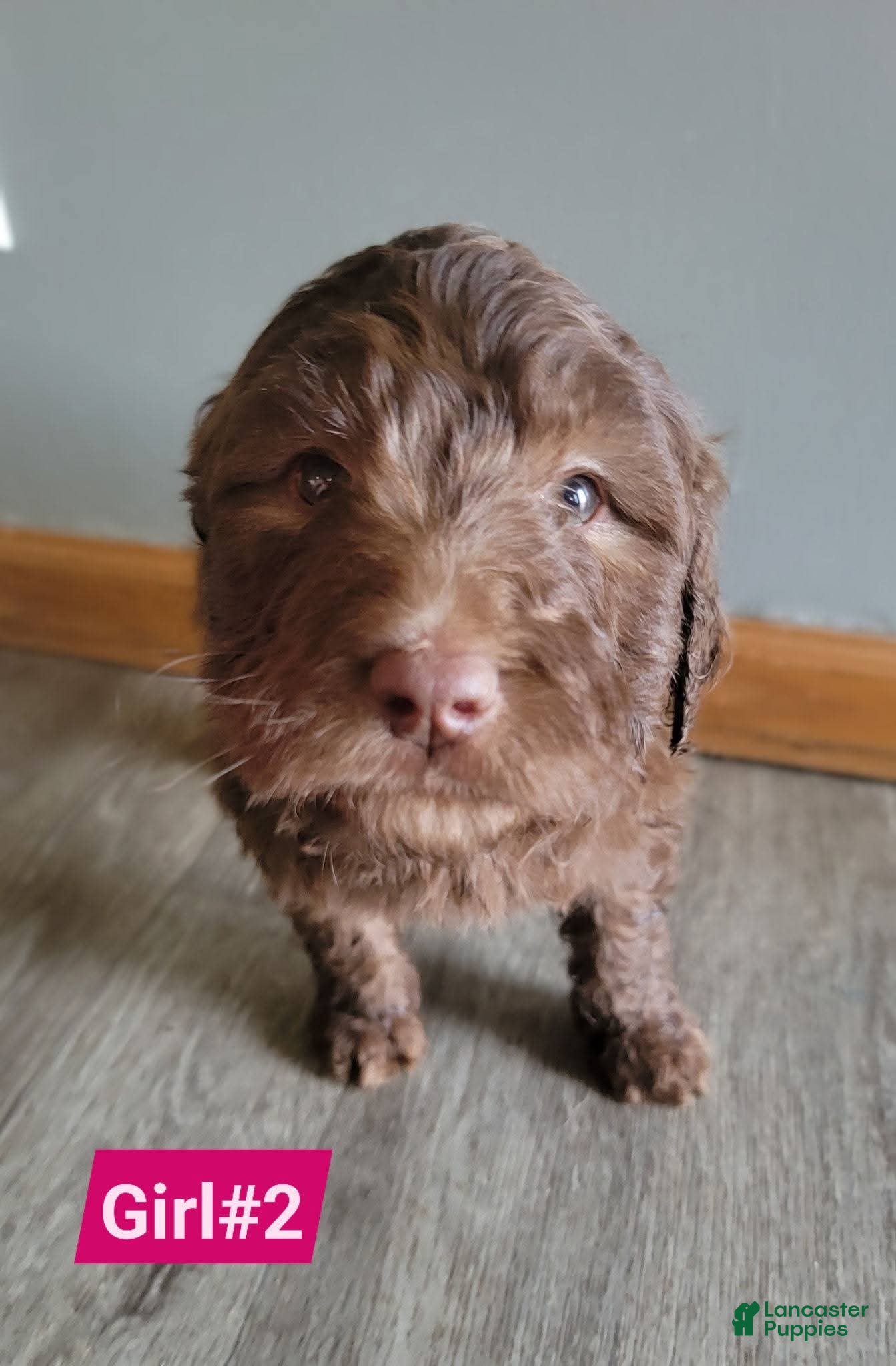 Double Doodle dogs Double Doodle Puppy 6 - Ad 8