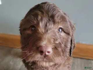 Double Doodle dogs Double Doodle Puppy 6 - Ad 4